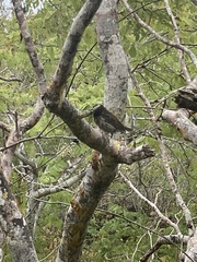 Camarhynchus parvulus