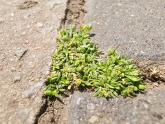 Sagina procumbens