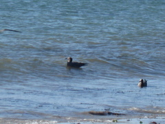 Leucophaeus modestus