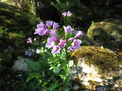 Cardamine raphanifolia