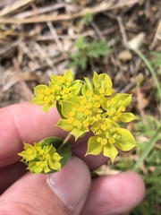 Bupleurum rotundifolium