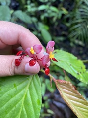 Begonia consobrina