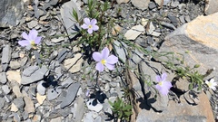 Linum alpinum