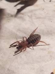 Gluvia dorsalis