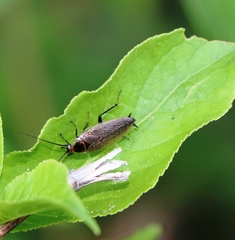 Ectobius erythronotus