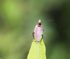 Ectobius erythronotus