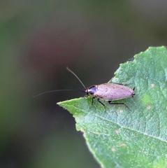 Ectobius erythronotus