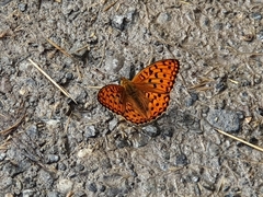 Argynnis adippe