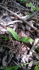 Spiranthes ovalis erostellata