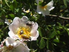 Lachnaia sexpunctata