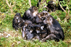 Tonkean Macaque photo 2