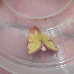 Heliothis incarnata
