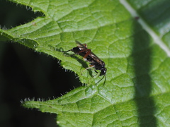 Macrophya chrysura