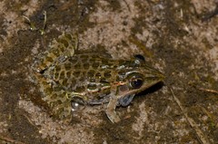 Ptychadena taenioscelis