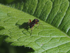 Macrophya chrysura