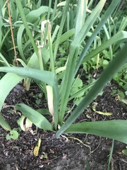 Allium giganteum