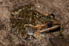 Ptychadena taenioscelis