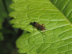 Macrophya chrysura