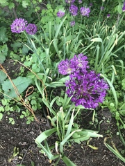 Allium giganteum