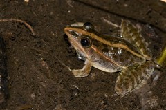 Ptychadena taenioscelis