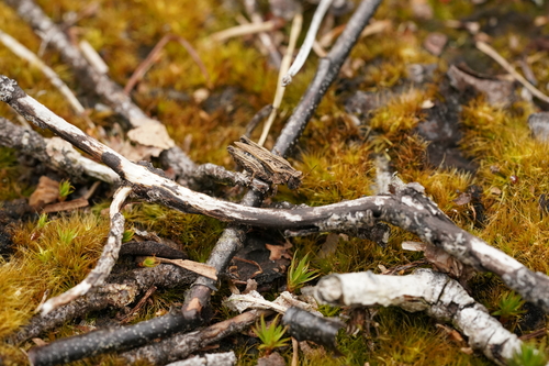 Common Groundhopper, Noordenveld, Drenthe, Netherlands, photo 9 of 10
