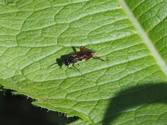 Macrophya chrysura