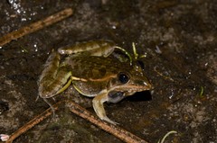 Ptychadena taenioscelis