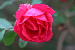 Rosa gallica