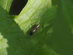 Macrophya chrysura