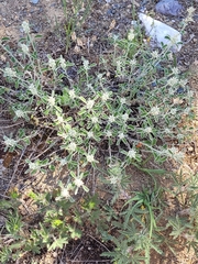 Marrubium parviflorum
