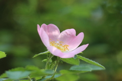 Rosa gallica