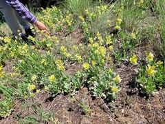 Salvia absconditiflora