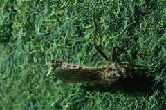 Didysmachus picipes