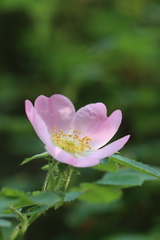 Rosa gallica