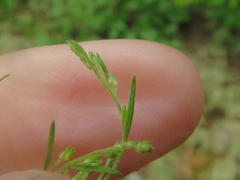 Lechea tenuifolia