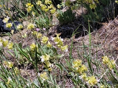 Salvia absconditiflora
