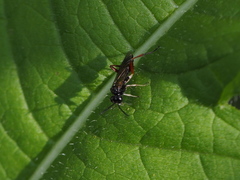 Macrophya chrysura