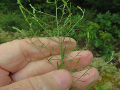 Lechea tenuifolia