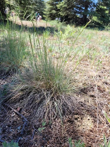 Aegilops speltoides observed 2022-05-22