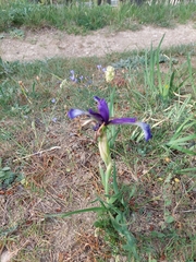 Iris reichenbachiana