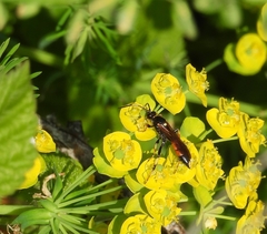 Ichneumon sarcitorius