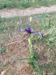 Iris reichenbachiana