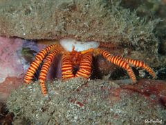 Ciliopagurus strigatus