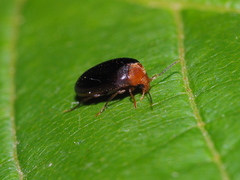 Nycteus bicolor