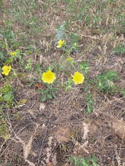 Potentilla astracanica
