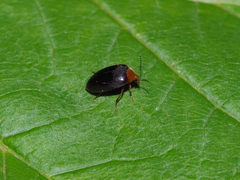 Nycteus bicolor