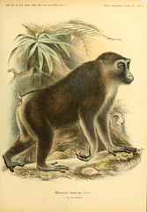 Moor Macaque photo 2