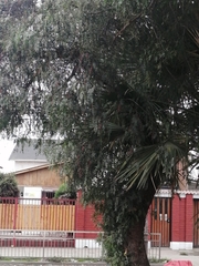Schinus molle
