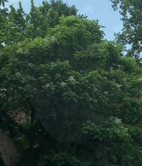 Catalpa bignonioides
