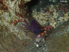 Stenopus tenuirostris